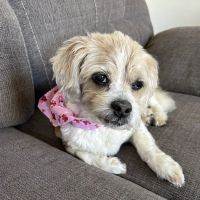 Crystal Lake Veterinary Hospital ico