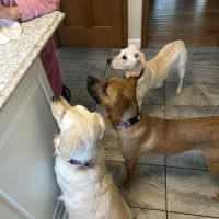 Round Lake Animal Hospital ico