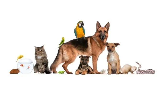 Round Lake Animal Hospital Picture 9