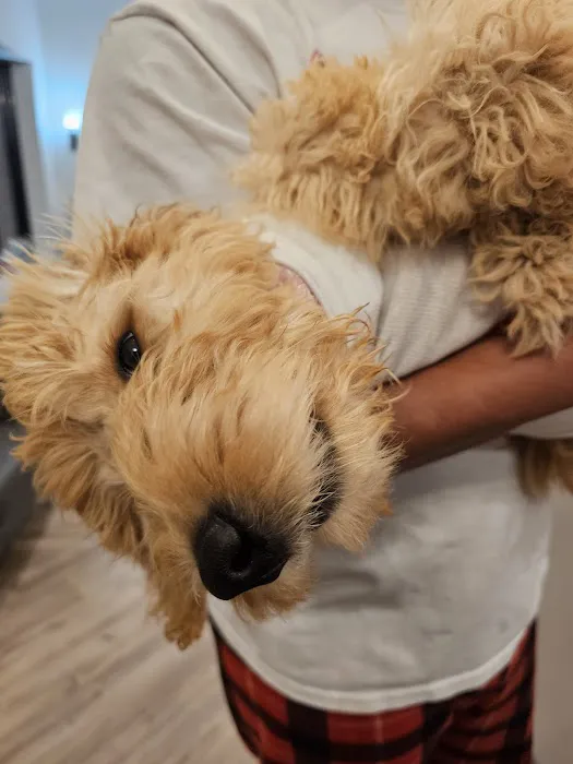 VetMedic - Veterinary Urgent Care Picture 8