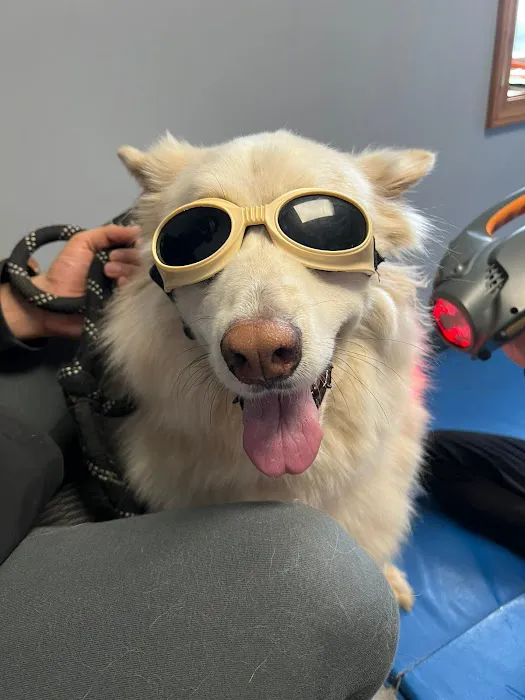 TOPS Veterinary Rehabilitation, A Thrive Pet Healthcare Partner Picture 5