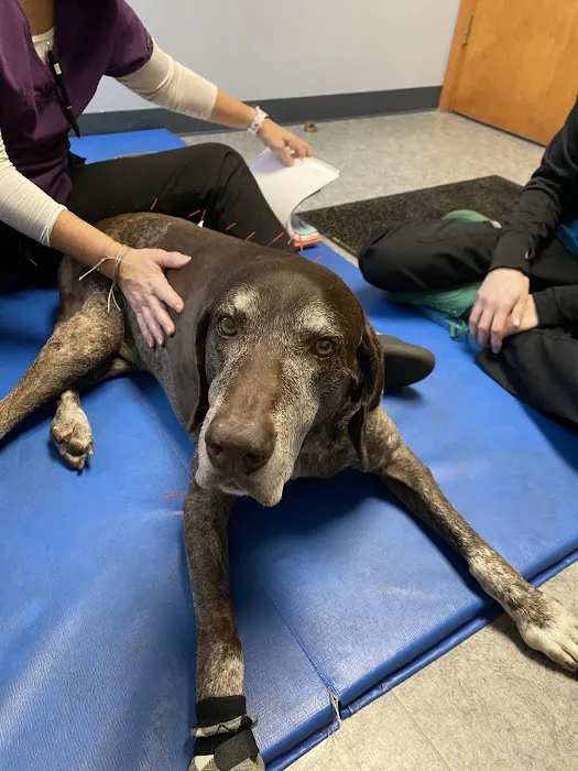 TOPS Veterinary Rehabilitation, A Thrive Pet Healthcare Partner Picture 6