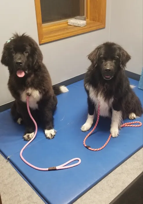 TOPS Veterinary Rehabilitation, A Thrive Pet Healthcare Partner Picture 4