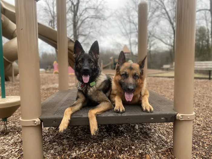 TOPS Veterinary Rehabilitation, A Thrive Pet Healthcare Partner Picture 8