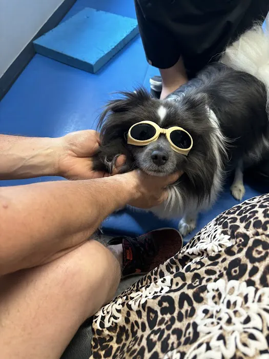 TOPS Veterinary Rehabilitation, A Thrive Pet Healthcare Partner Picture 10