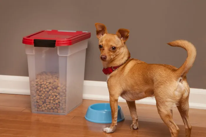 TOPS Veterinary Rehabilitation, A Thrive Pet Healthcare Partner Picture 9