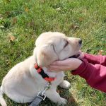 Grayslake Animal Hospital