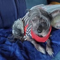 Animal Medical Center of Crystal Lake ico