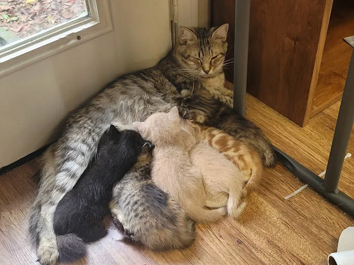 Genoa Animal Hospital Picture 6