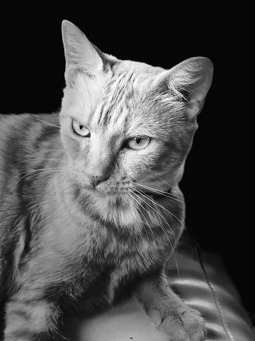 Genoa Animal Hospital Picture 7