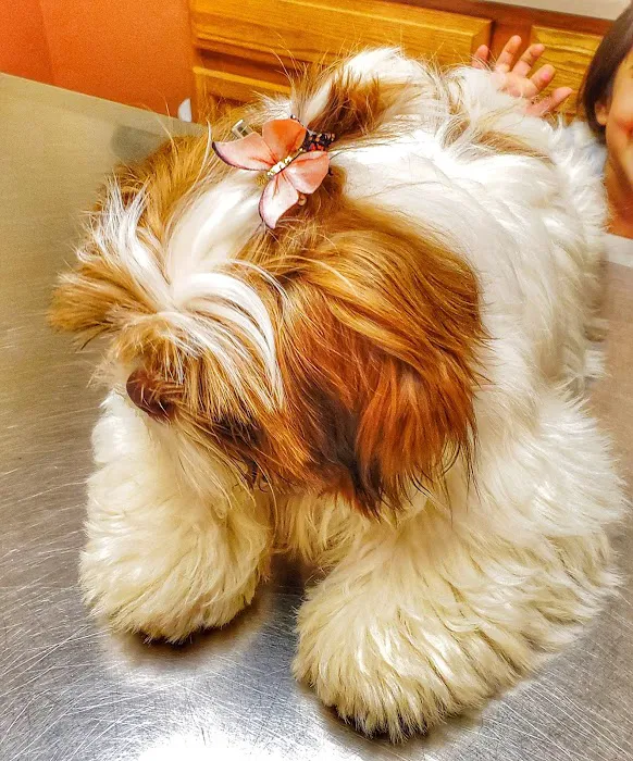 Grand Animal Hospital Picture 2