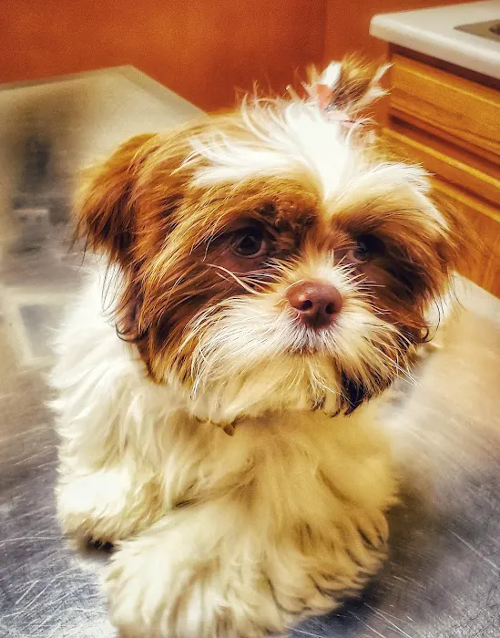 Grand Animal Hospital Picture 1