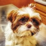 Grand Animal Hospital