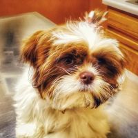 Grand Animal Hospital ico