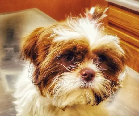 Grand Animal Hospital