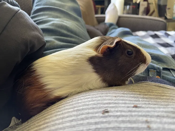 Grand Animal Hospital Picture 4
