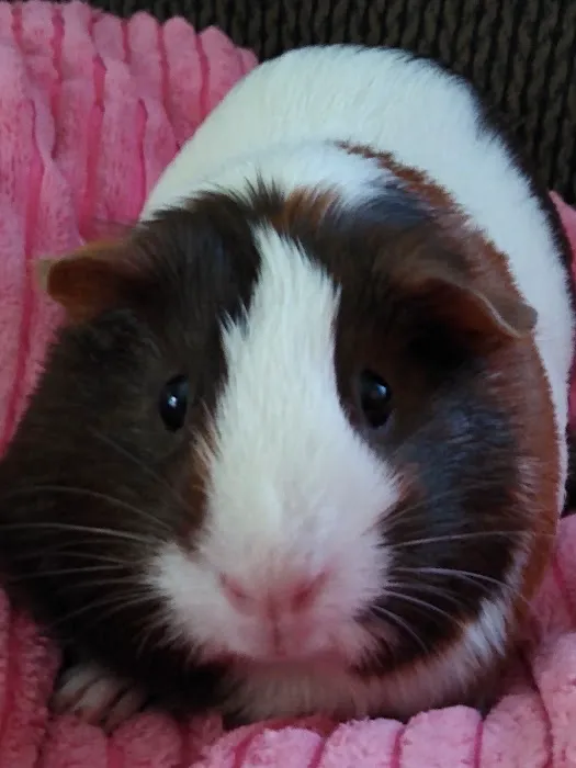 Grand Animal Hospital Picture 3