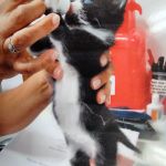 Waukegan Pet Clinic