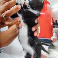 Waukegan Pet Clinic ico