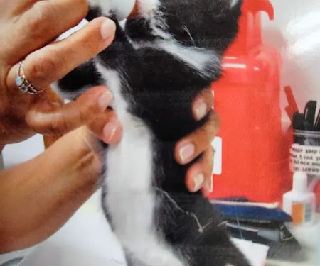 Waukegan Pet Clinic