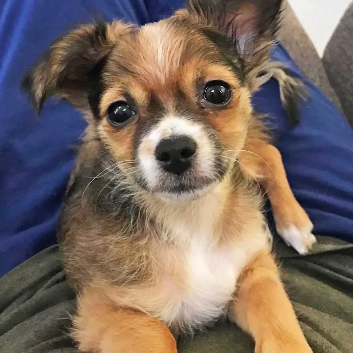 Waukegan Pet Clinic Picture 4