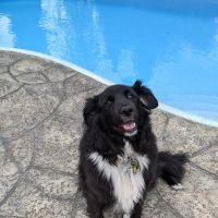 Cascade West Veterinary Hospital ico
