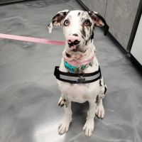 The Animal Doctors of Mission Viejo (formerly Family Member Vet) ico