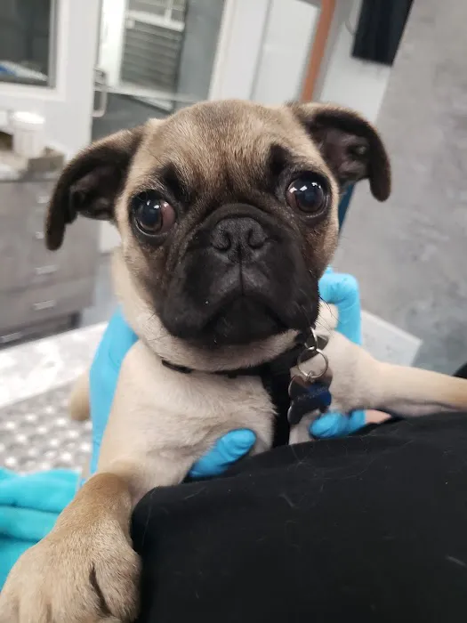 The Animal Doctors of Mission Viejo (formerly Family Member Vet) Picture 5