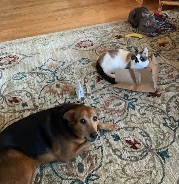The Animal Doctors of Mission Viejo (formerly Family Member Vet) Picture 6