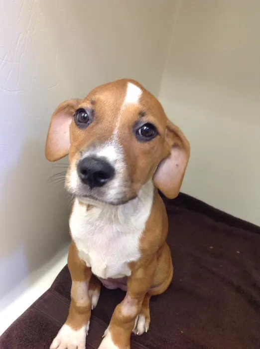 Estrella Veterinary Hospital, A Thrive Pet Healthcare Partner Picture 2