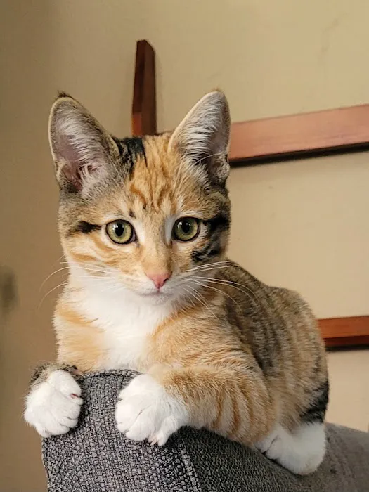 Estrella Veterinary Hospital, A Thrive Pet Healthcare Partner Picture 3
