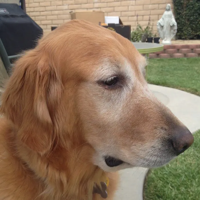 Estrella Veterinary Hospital, A Thrive Pet Healthcare Partner Picture 9
