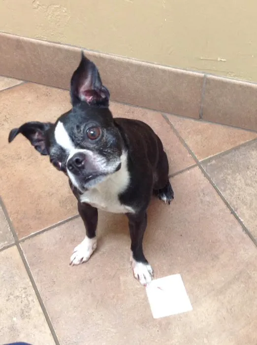 Estrella Veterinary Hospital, A Thrive Pet Healthcare Partner Picture 8