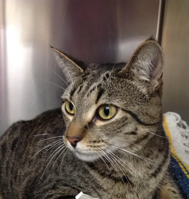 Estrella Veterinary Hospital, A Thrive Pet Healthcare Partner Picture 10
