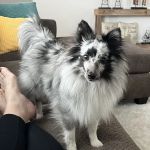 Sendero Animal Hospital