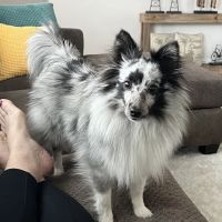 Sendero Animal Hospital ico