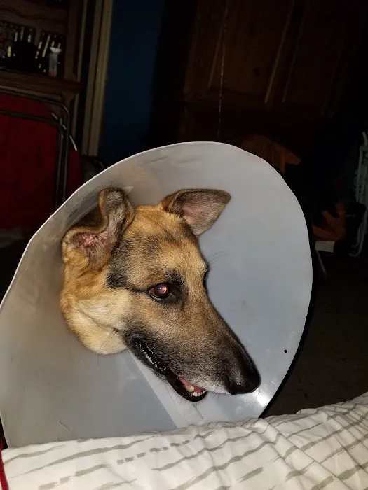 Wellborn Road Veterinary Medical Center Picture 5