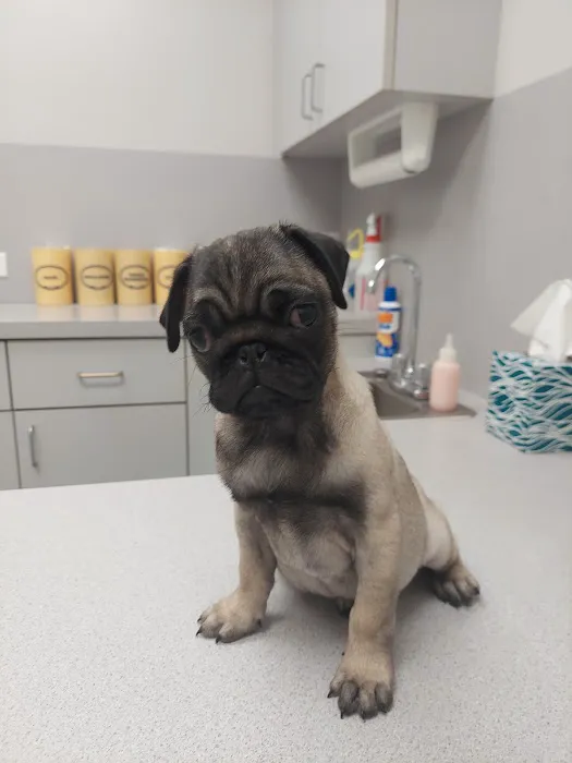 Wellborn Road Veterinary Medical Center Picture 9