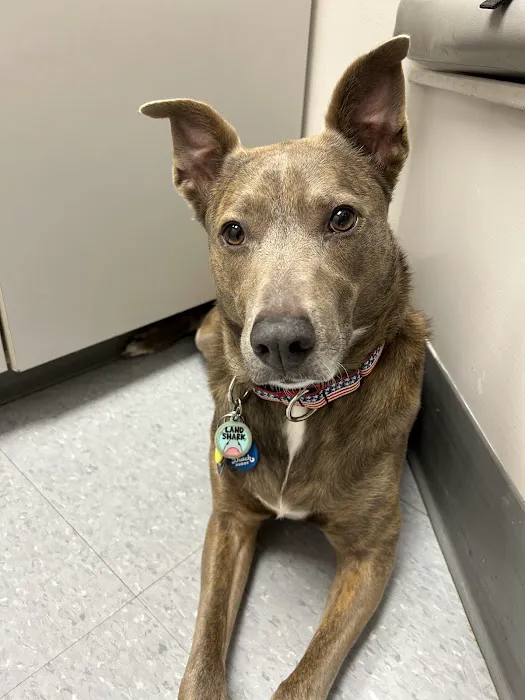 Wellborn Road Veterinary Medical Center Picture 10