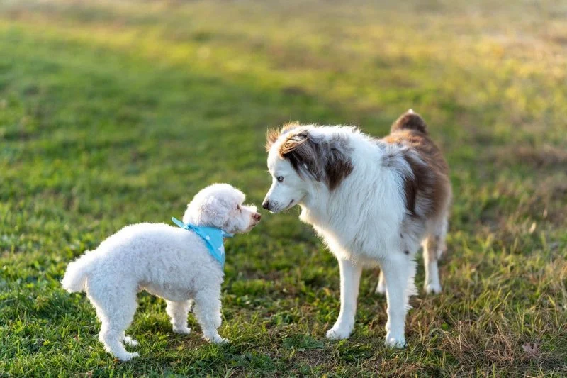 How to Introduce a New Puppy to Older Dogs: Tips for a Smooth Transition