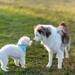 How to Introduce a New Puppy to Older Dogs: Tips for a Smooth Transition