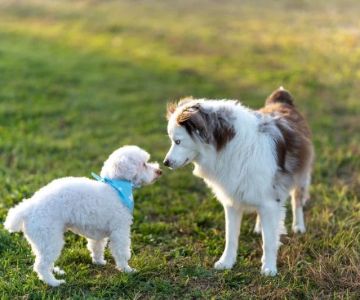 How to Introduce a New Puppy to Older Dogs: Tips for a Smooth Transition