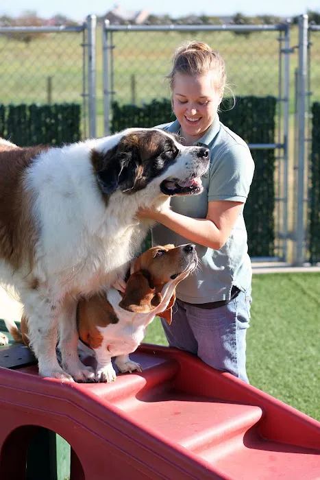Waggie Pet Zone Picture 3