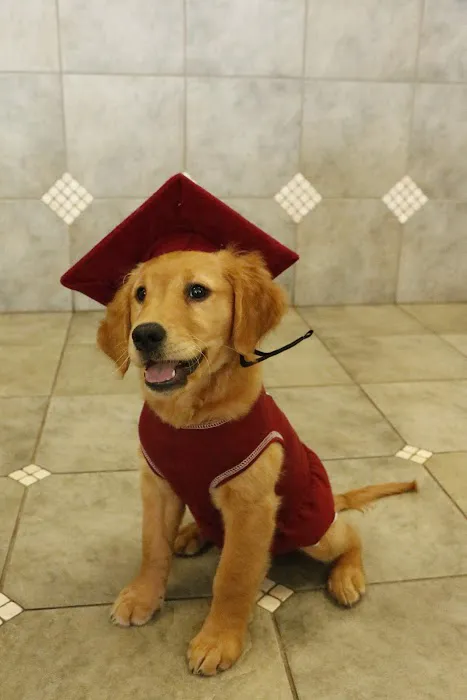 Waggie Pet Zone Picture 4