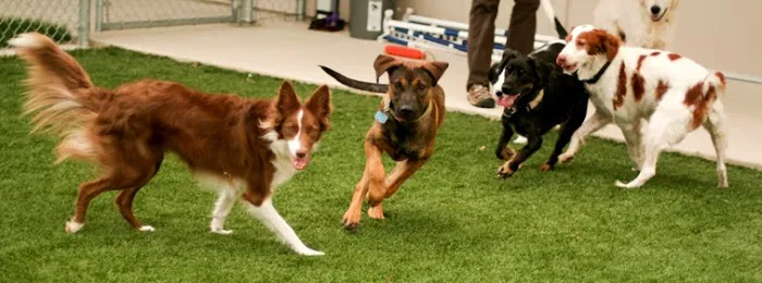 Waggie Pet Zone Picture 5