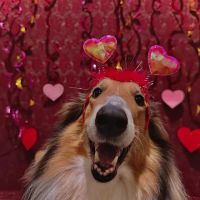 Waggie Pet Zone ico