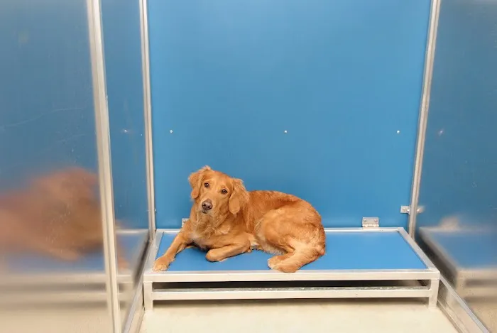 Waggie Pet Zone Picture 10