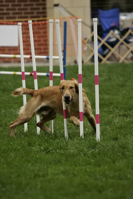 Waggie Pet Zone Picture 6