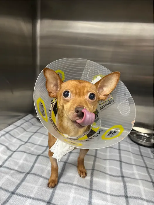 Summit Veterinary Hospital Picture 1