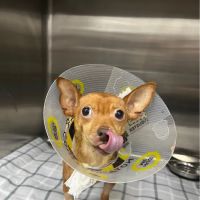 Summit Veterinary Hospital ico
